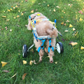Dog Wheelchair | Rear Leg Support Cart for Disabled Dogs