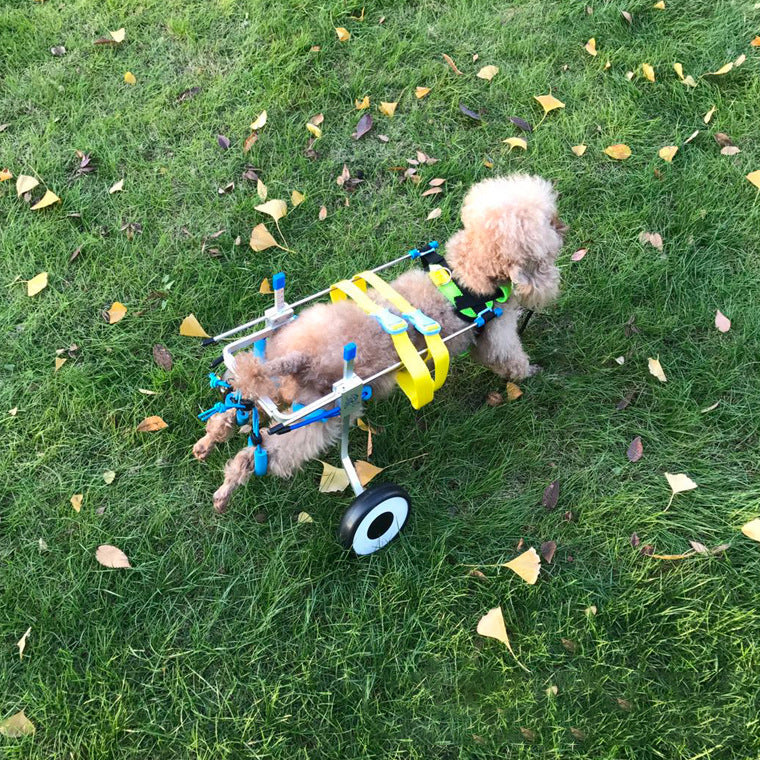 Dog Wheelchair | Rear Leg Support Cart for Disabled Dogs