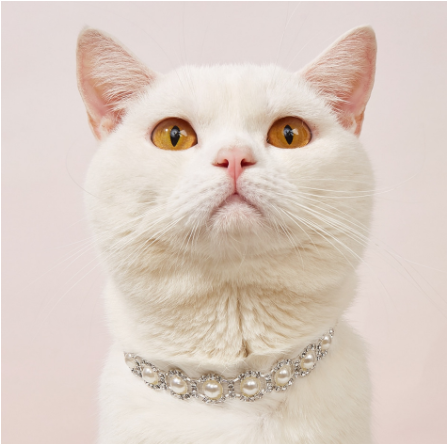 Pet Pearl & Rhinestone Collar Necklace | Elegant Cat & Dog Jewellery