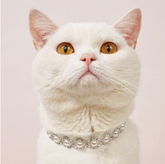 White cat wearing an elegant pearl and rhinestone collar necklace