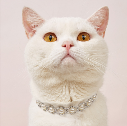White cat wearing an elegant pearl and rhinestone collar necklace