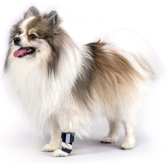 Dog Front Leg Brace – Carpal Support Splint for Sprains, Arthritis & Recovery