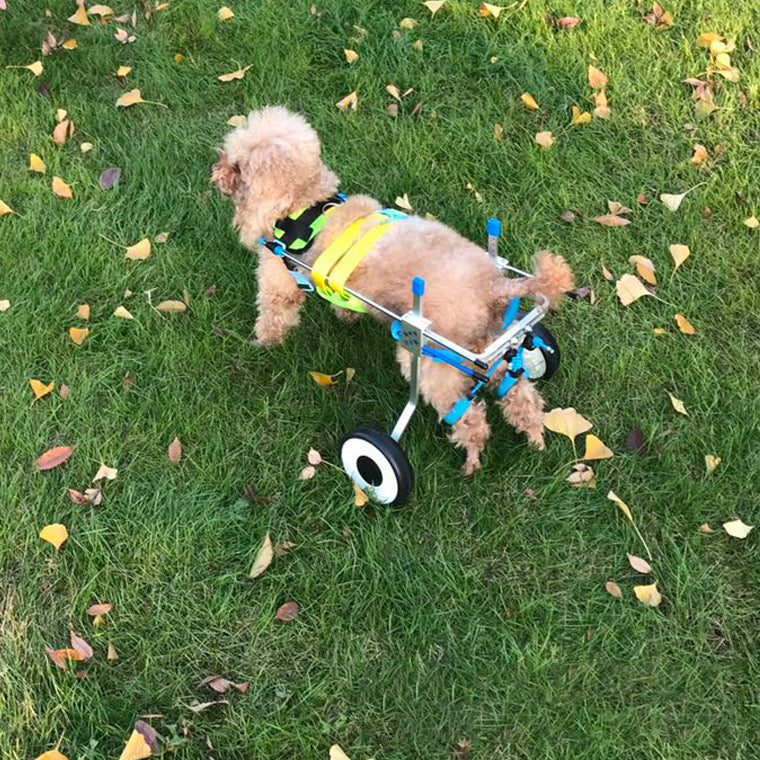 Dog Wheelchair | Rear Leg Support Cart for Disabled Dogs